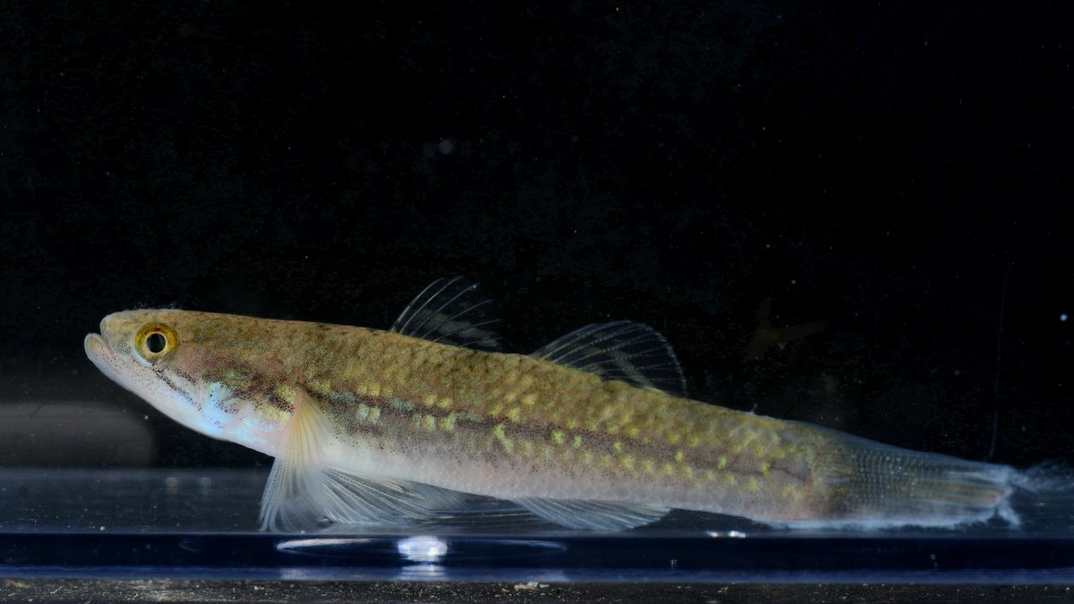 タメトモハゼ
溢れ出る古代魚感たまらん