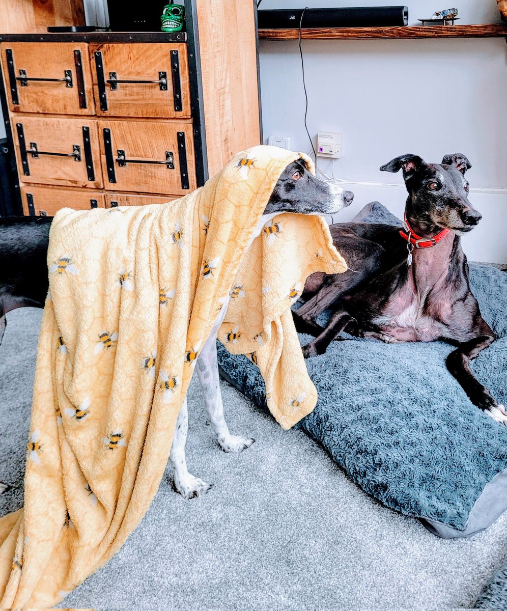 anitaapplebum13's tweet photo. The caped crusader Molly to the rescue! #greyhoundsofx #AdoptDontBuy #greyhoundsmakegreatpets #Italiangreyhoundcross #Italiangreyhoundcross
#RescueOnly https://t.co/Fk9xU5AXoN