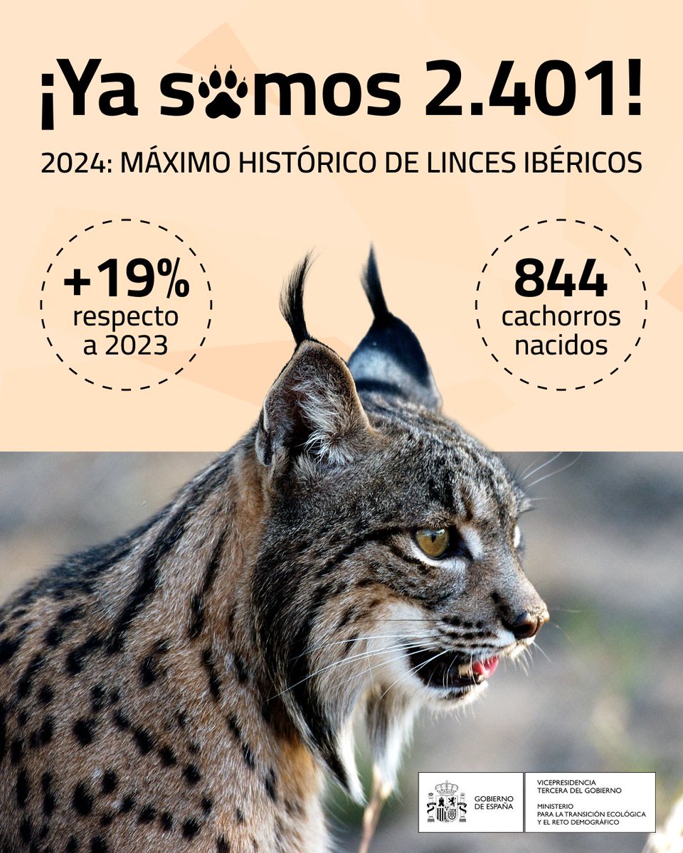 ‼️ ÚLTIMA HORA
La población de linces ibéricos creció un 19% en 2024 respecto al año anterior

El censo total alcanza el máximo histórico de 2.401 ejemplares
→ 1.557 adultos y 844 cachorros

¡Gracias al trabajo de tantos! 😻

+info t.ly/7Llgp