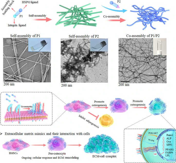 Rational Construct of Extracellular Matrix Mimics via Peptide‑Co‑assembling Nanofibers for Efficient Bone Regeneration
🧑‍🎓Yazhou Chen et al.
🏫Zhengzhou University
🔗link.springer.com/article/10.100…
#Co-assembly #Nanofibers #Mechanotransduction #Bone regeneration