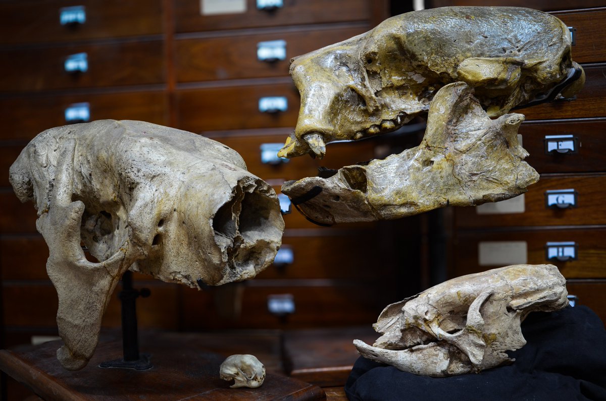 Pikaia - Il portale dell'evoluzione (@pikaia_eu) on Twitter photo 🦥Per milioni di anni i bradipi si sono evoluti in forme e dimensioni diverse. Poi è arrivato Homo sapiens.
Una nuova ricerca su Science ricostruisce la loro storia. Ne abbiamo parlato con il primo autore, Alberto Boscaini <a href="/abpaleo/">Alberto Boscaini</a>. Domani su #Pikaia.
Foto: A. Boscaini 🦥Per milioni di anni i bradipi si sono evoluti in forme e dimensioni diverse. Poi è arrivato Homo sapiens.
Una nuova ricerca su Science ricostruisce la loro storia. Ne abbiamo parlato con il primo autore, Alberto Boscaini <a href="/abpaleo/">Alberto Boscaini</a>. Domani su #Pikaia.
Foto: A. Boscaini