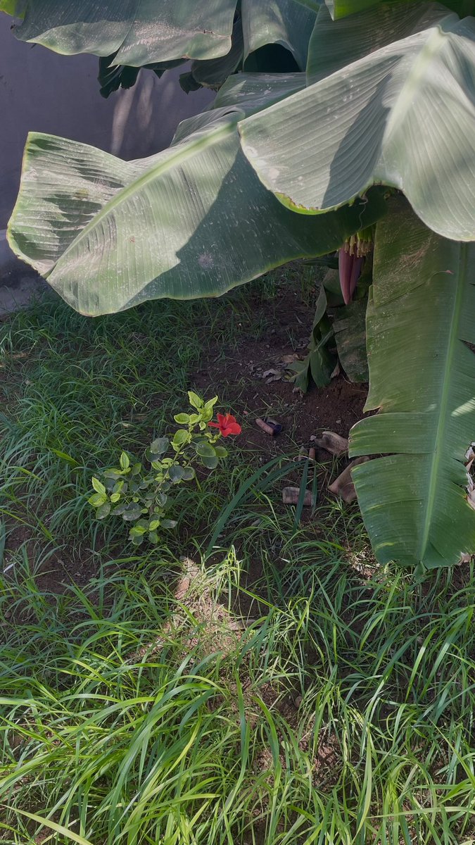 عندما أغرس شتلة ورد أتأملها وأحبها بسرعة، أرتب تربتها بلطف وأسقيها كل ساعة حتى أنها تراودني فكرة الجلوس بجانبها حتى تكبر🌺