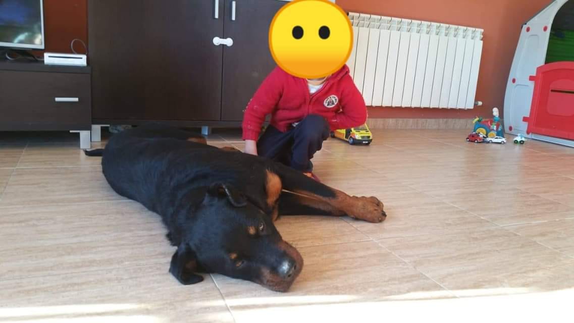 Derecho y Animales el Podcast de INTERcids (@derechopodcast) on Twitter photo 🐻 Shaitan tenía sólo 13 meses cuando un agente de la Policía Local de Segur de Calafell, Tarragona, terminó con su vida a tiros. Episodio #141 - El caso de Shaitan, con la abogada Aina Paredes intercids.org/141-caso-shait… <a href="/ICATTarragona/">ICA Tarragona</a> 🐻 Shaitan tenía sólo 13 meses cuando un agente de la Policía Local de Segur de Calafell, Tarragona, terminó con su vida a tiros. Episodio #141 - El caso de Shaitan, con la abogada Aina Paredes intercids.org/141-caso-shait… <a href="/ICATTarragona/">ICA Tarragona</a>
