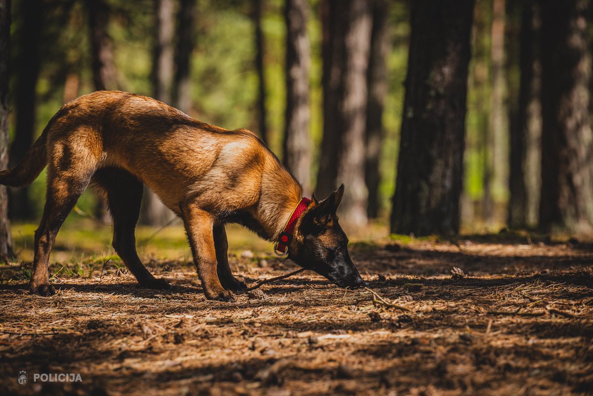 Iepazīstinām ar Valsts policijas jaunākajām 🐕 četrkājainajām kolēģēm – Boniju un Sarmu. Tikai četrus mēnešus vecas, bet jau ceļā uz lieliem darbiem! 🐾