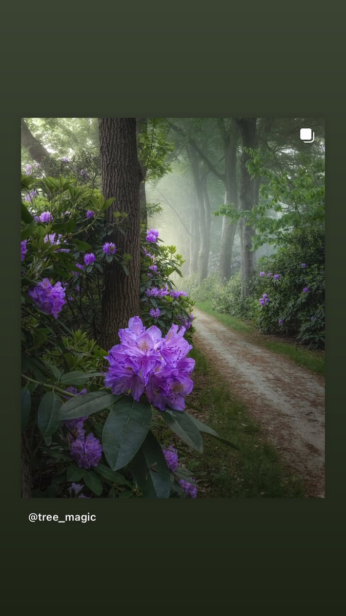 0Ki66's tweet photo. #tree_magic https://t.co/k4P7QCal8I
