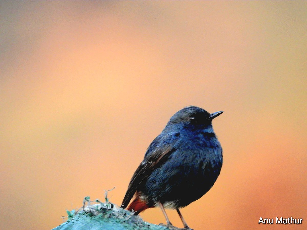 anu mathur (@anuradhamathur) on Twitter photo Plumbeous redstart every evening settled on the mast of nearby tent! Confident little one with its bobbing tail #chopta #IndiAves #ThePhotohours #BBCWildlifePOTD #nature #birds #Nikon <a href="/UTDBofficial/">Uttarakhand Tourism</a> Plumbeous redstart every evening settled on the mast of nearby tent! Confident little one with its bobbing tail #chopta #IndiAves #ThePhotohours #BBCWildlifePOTD #nature #birds #Nikon <a href="/UTDBofficial/">Uttarakhand Tourism</a>