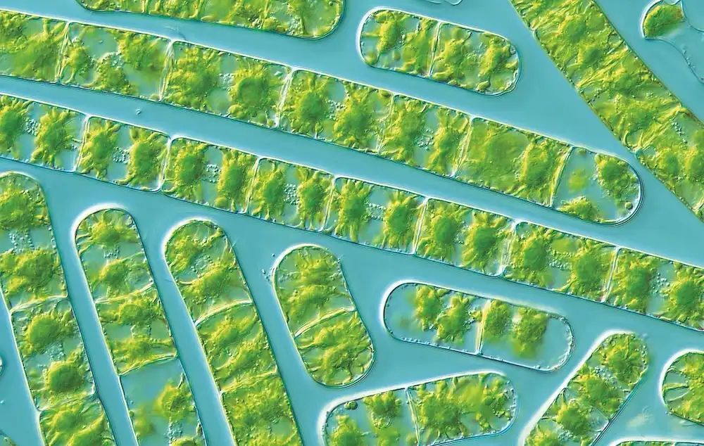 Global Plant Council (@globalplantgpc) on Twitter photo Evolution of plant network: 600 million years of stress globalplantcouncil.org/evolution-of-p… via <a href="/uniGoettingen/">Uni Göttingen</a> #PlantScience Evolution of plant network: 600 million years of stress globalplantcouncil.org/evolution-of-p… via <a href="/uniGoettingen/">Uni Göttingen</a> #PlantScience