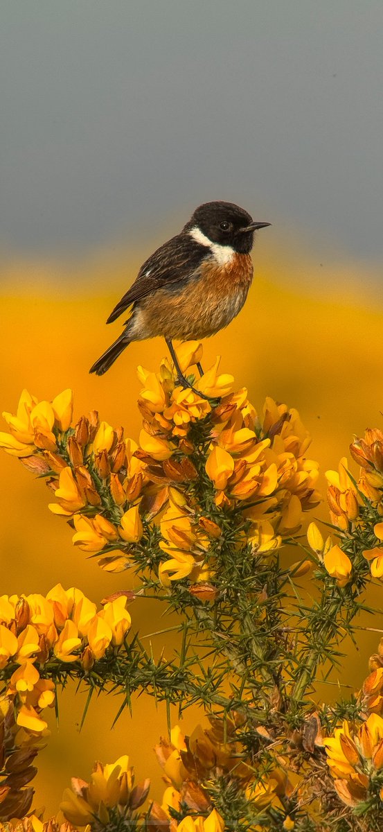Paul Hackett (@paulhdigiman) on Twitter photo TAP screen TWICE to see full picture
A lovely make Stonechat posing on the gorse 😊
#phonescoping #kowascoping #iphone15promax #benrouk <a href="/KowaOptics/">Kowa Sporting Optics</a> TAP screen TWICE to see full picture
A lovely make Stonechat posing on the gorse 😊
#phonescoping #kowascoping #iphone15promax #benrouk <a href="/KowaOptics/">Kowa Sporting Optics</a>