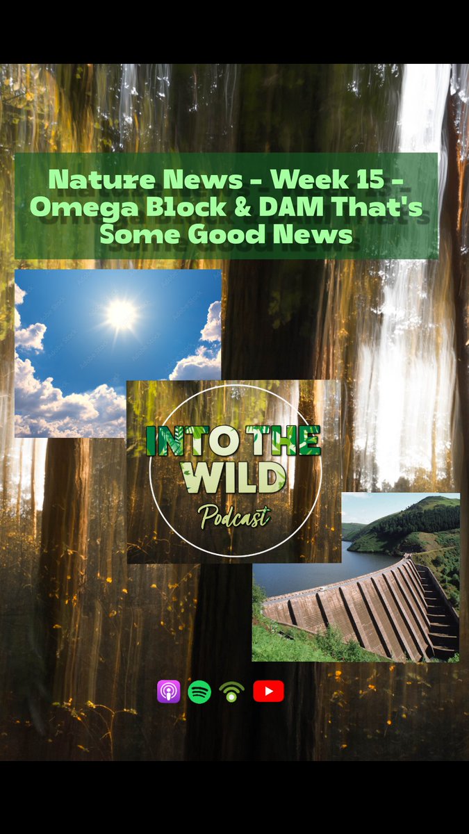 IntoTheWildPod's tweet image. 🎙Nature News- Week 15🎙
Nadia gives a wee bit more detail on why it's been so hot this year & Ryan shares some DAM good news for rivers in Europe!
▶️ linktr.ee/intothewildpod