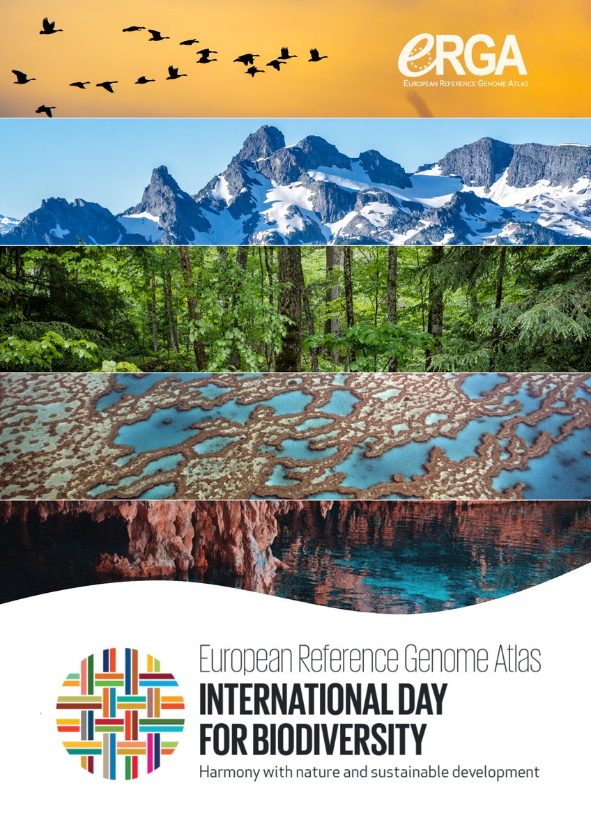 European Reference Genome Atlas (@erga_biodiv) on Twitter photo 🌍 #Biodiversity is everywhere and connects us all.
#BiodiversityDay is here to remind us that 2025 marks the start of a crucial push to meet the #GlobalGoals and deliver on the #KMGBF targets by 2030.
It's time to act!
#GeneticDiversity #Genomes <a href="/UNBiodiversity/">UN Biodiversity</a> 🌍 #Biodiversity is everywhere and connects us all.
#BiodiversityDay is here to remind us that 2025 marks the start of a crucial push to meet the #GlobalGoals and deliver on the #KMGBF targets by 2030.
It's time to act!
#GeneticDiversity #Genomes <a href="/UNBiodiversity/">UN Biodiversity</a>