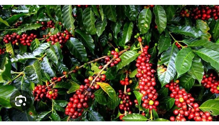 Uganda earns $1.55 billion as Africa's top coffee exporter in 2024 #UgMoving4Wd #LaCasaDeLosFamososCol
#FreeBonifaceMwangi 
#PDMChangingLives