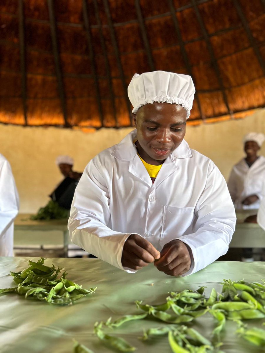 A Proud Milestone for Youth in Macheke, Murewa District. The first harvest of export-quality green peas under the Youth Employment and Entrepreneurship Project, a strong public-private partnership between the Ministry of Youth and the Ministry of Agriculture. #YouthInAgriculture