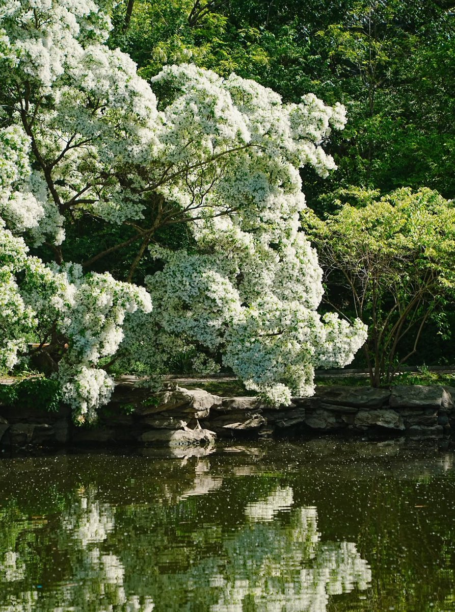 学校里的流苏好看捏
