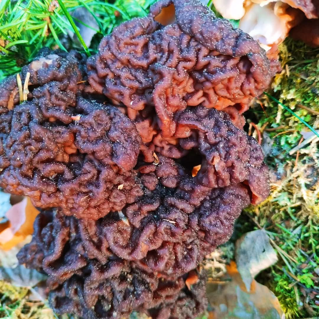 Illan löytö! Innoissani, koska tykkään elää vaarallisesti😊

Found some brain mushrooms.

#korvasieni #falsemorel