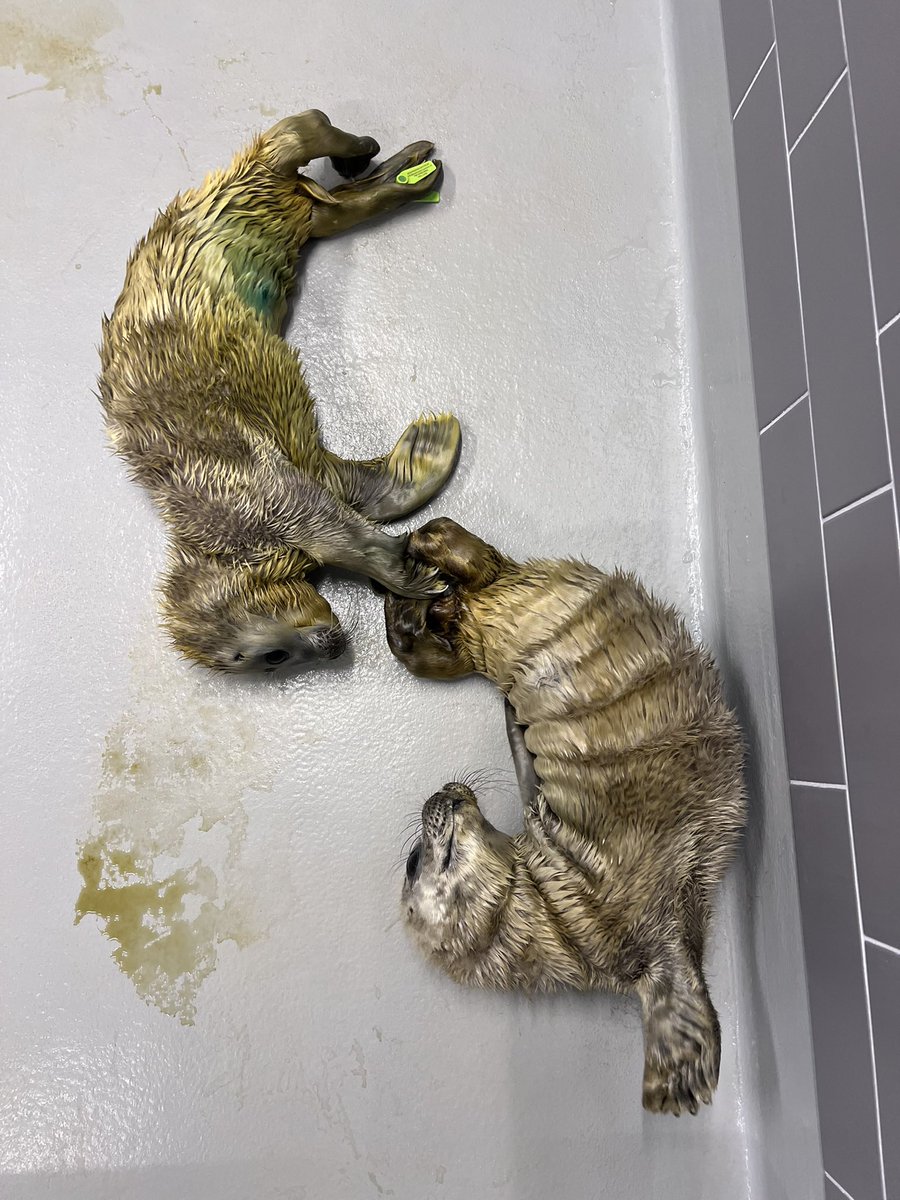 renapoly_93's tweet image. Observation is the first step of our rehabilitation. #Laurie and #Pieter lost weight in 24 hours. Many people were getting too close, and their mother never came back to feed them.
Respect nature, enjoy it from distance.
#アザラシ幼稚園
More information in the photos below 📸