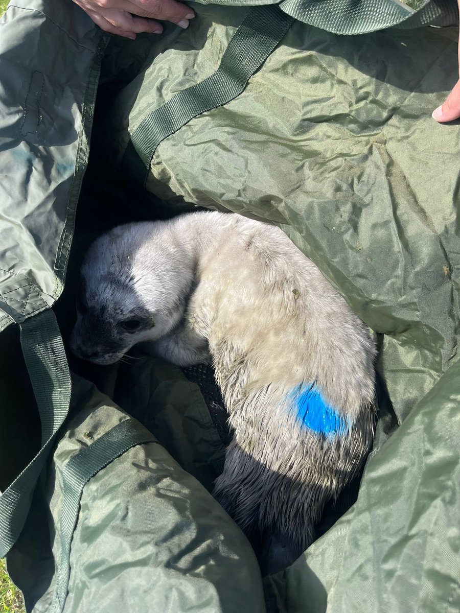 renapoly_93's tweet image. Observation is the first step of our rehabilitation. #Laurie and #Pieter lost weight in 24 hours. Many people were getting too close, and their mother never came back to feed them.
Respect nature, enjoy it from distance.
#アザラシ幼稚園
More information in the photos below 📸