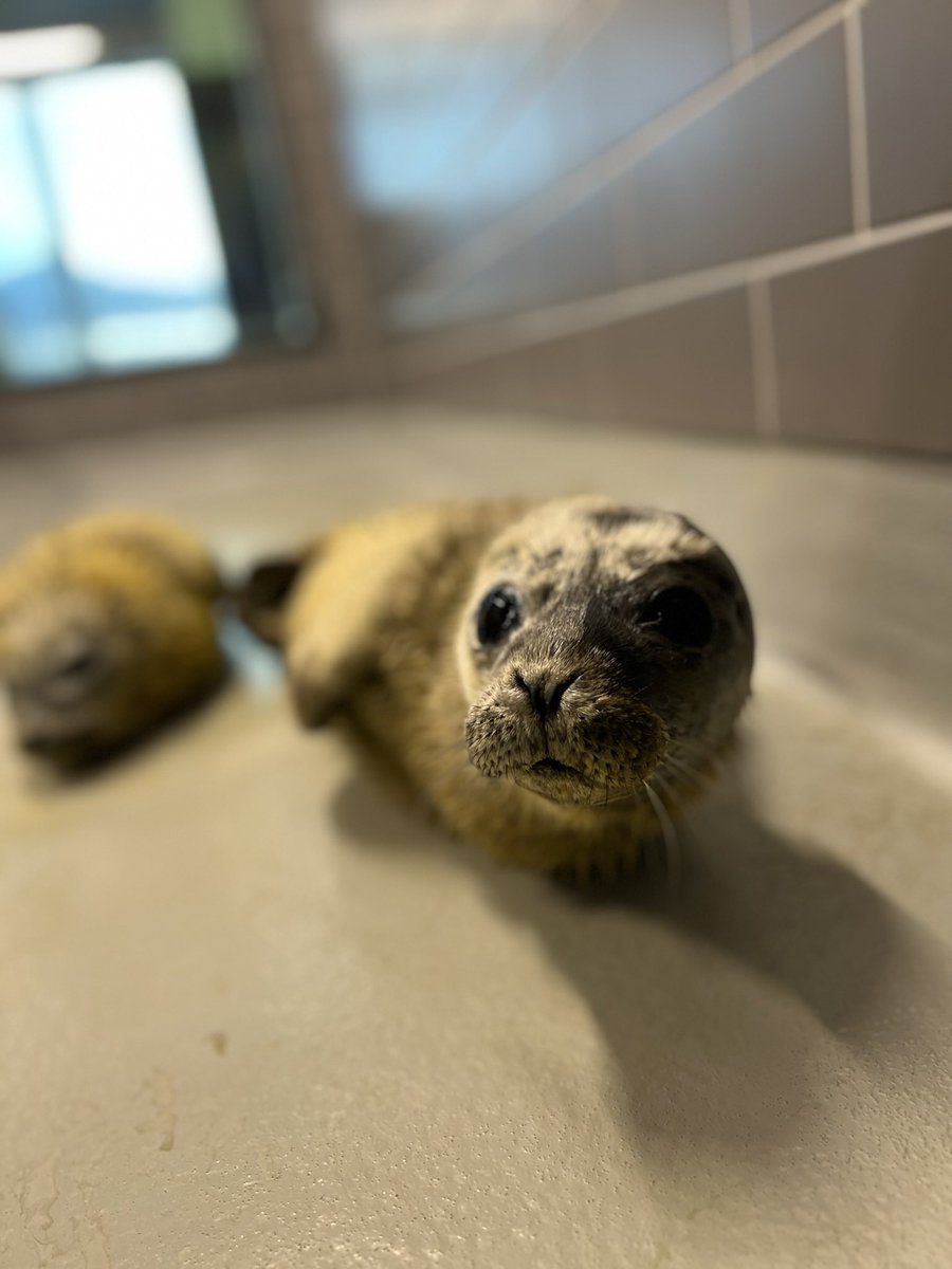 renapoly_93's tweet image. Observation is the first step of our rehabilitation. #Laurie and #Pieter lost weight in 24 hours. Many people were getting too close, and their mother never came back to feed them.
Respect nature, enjoy it from distance.
#アザラシ幼稚園
More information in the photos below 📸