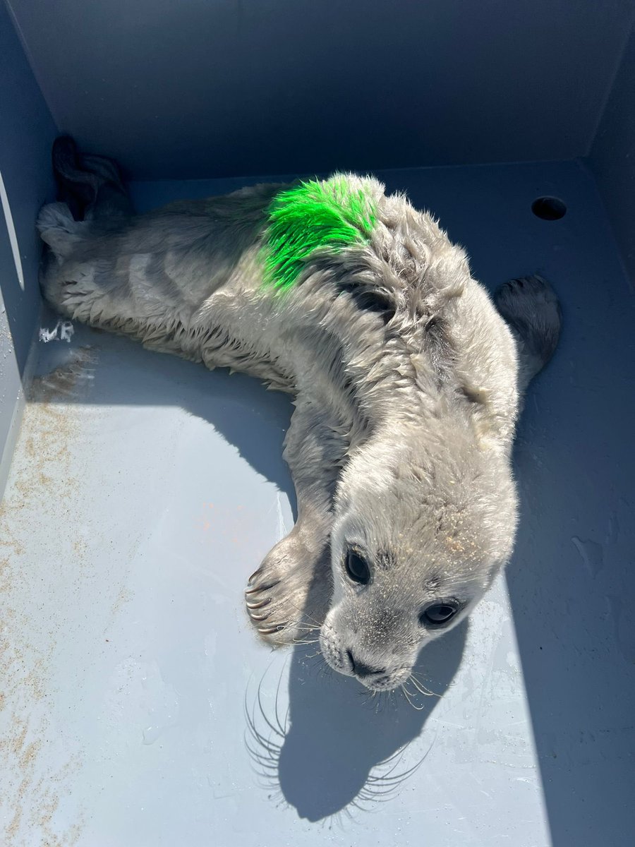 renapoly_93's tweet image. Observation is the first step of our rehabilitation. #Laurie and #Pieter lost weight in 24 hours. Many people were getting too close, and their mother never came back to feed them.
Respect nature, enjoy it from distance.
#アザラシ幼稚園
More information in the photos below 📸