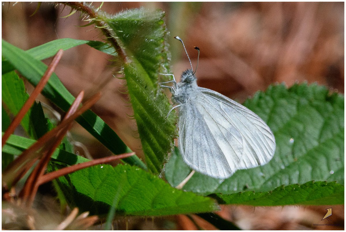 Wildwood Nature Photography (Lee) Ⓥ tweet media