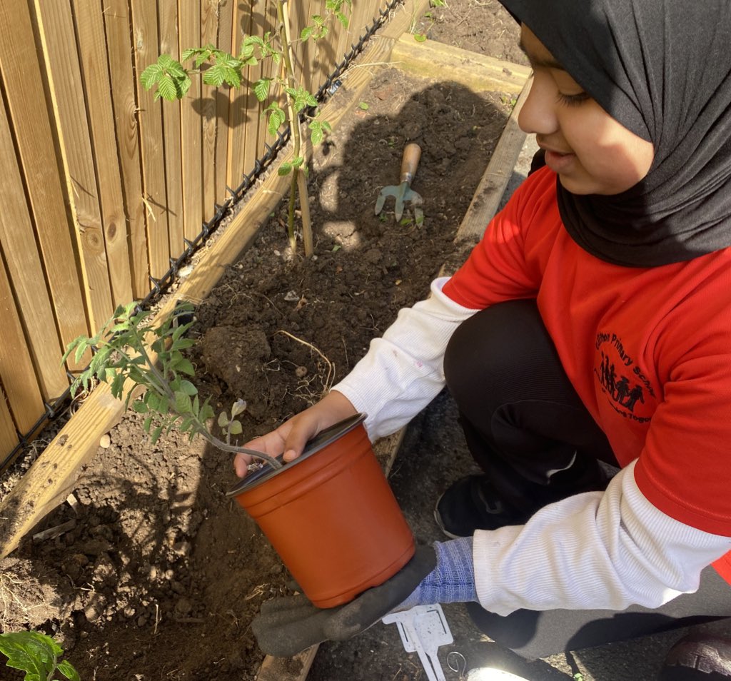 Mr Lamprey (@sportatclifton) on Twitter photo More gardening this morning for Year 5. #personaldevelopment <a href="/nationaltrust/">National Trust</a> <a href="/The_RHS/">The RHS</a> <a href="/CliftonPrim/">CliftonPrimary</a> <a href="/CliftonCoHead/">Dr Allen</a> <a href="/MissBi17/">Miss Bi</a> <a href="/MrsBhachu/">Mrs Bhachu</a> More gardening this morning for Year 5. #personaldevelopment <a href="/nationaltrust/">National Trust</a> <a href="/The_RHS/">The RHS</a> <a href="/CliftonPrim/">CliftonPrimary</a> <a href="/CliftonCoHead/">Dr Allen</a> <a href="/MissBi17/">Miss Bi</a> <a href="/MrsBhachu/">Mrs Bhachu</a>