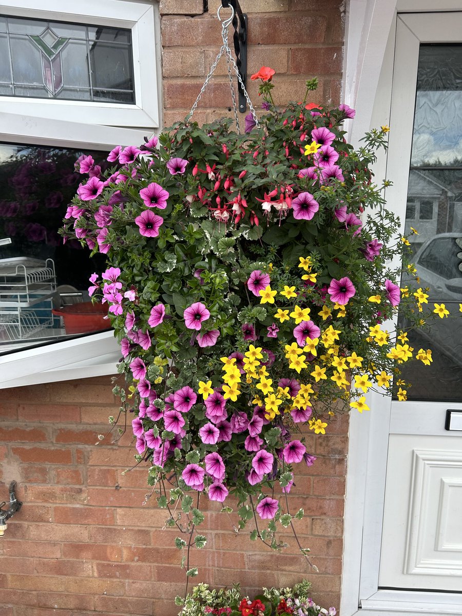 Winterfold School Greenfingers (@whsgreenfingers) on Twitter photo <a href="/winterfoldhs/">Winterfold School</a> Just look at how amazing your summer hanging baskets will look in a few weeks if you grab one TODAY at our BIG Greenfingers Summer Sale! <a href="/winterfoldhs/">Winterfold School</a> Just look at how amazing your summer hanging baskets will look in a few weeks if you grab one TODAY at our BIG Greenfingers Summer Sale!
