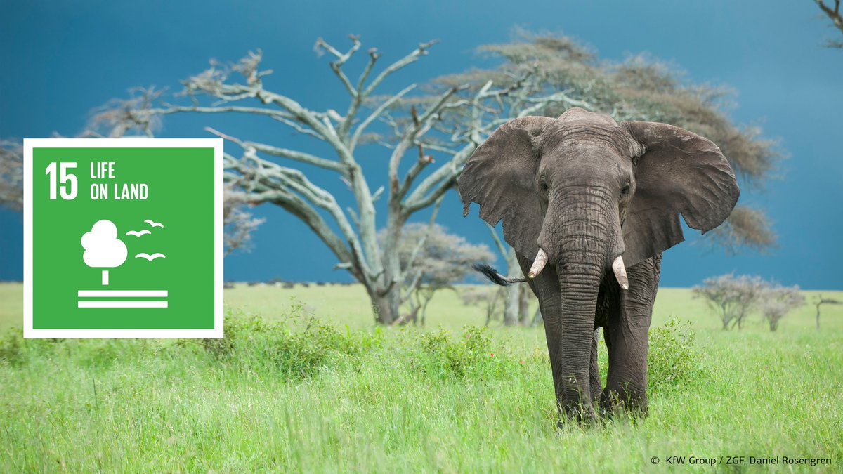 KfW Development Bank (@kfw_fz_int) on Twitter photo #BiodiversityDay 🦋🌱🦏
Together with partner countries and nature conservation organisations, we pursue the goal of protecting and preserving natural habitats as extensively as possible.
How <a href="/KfW_FZ_int/">KfW Development Bank</a> is committed to #biodiversity: fcld.ly/a41etdz #BiodiversityDay 🦋🌱🦏
Together with partner countries and nature conservation organisations, we pursue the goal of protecting and preserving natural habitats as extensively as possible.
How <a href="/KfW_FZ_int/">KfW Development Bank</a> is committed to #biodiversity: fcld.ly/a41etdz