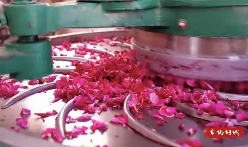 LoveGangcheng's tweet image. 🌹 Early summer vibes in Caidian Village of #Gangcheng! Our 40-acre rose farm is in full bloom, brightening the fields and unlocking golden opportunities for locals! 📷#RoseGold #SummerBliss #RuralRevitalization