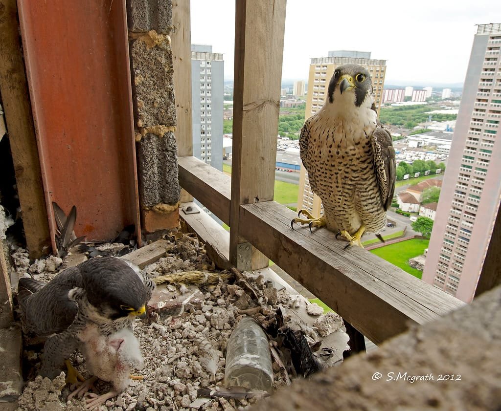 Did you know about the rare peregrine falcons nesting up at the University of Glasgow?  

What about the ugly dispute behind them? Today's story is about class, sandstone towers and who gets stewardship of the city's wildlife.