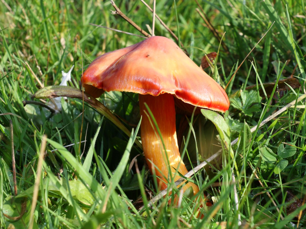 It's #BiodiversityDay! Did you know that donkeys aren't the only incredible species that call our sanctuaries home? 🪲🍄

From bats to bees, fungi and rare lichens, find out how our Conservation team work to create an environment where nature can thrive ➡️ bray.news/4dkbs3G