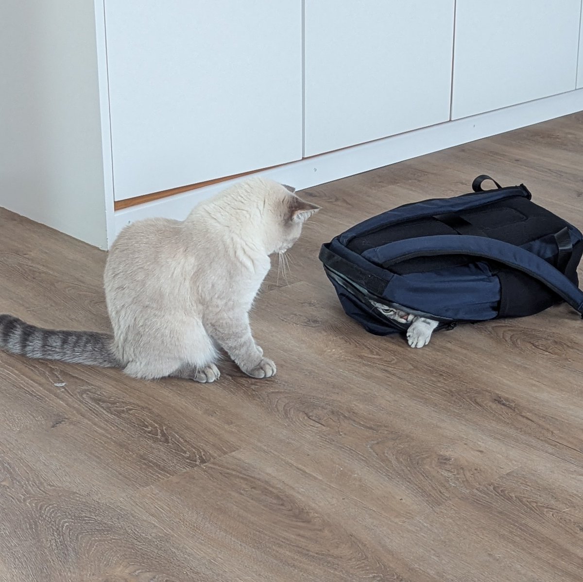 Fabienne Bühler tweet media