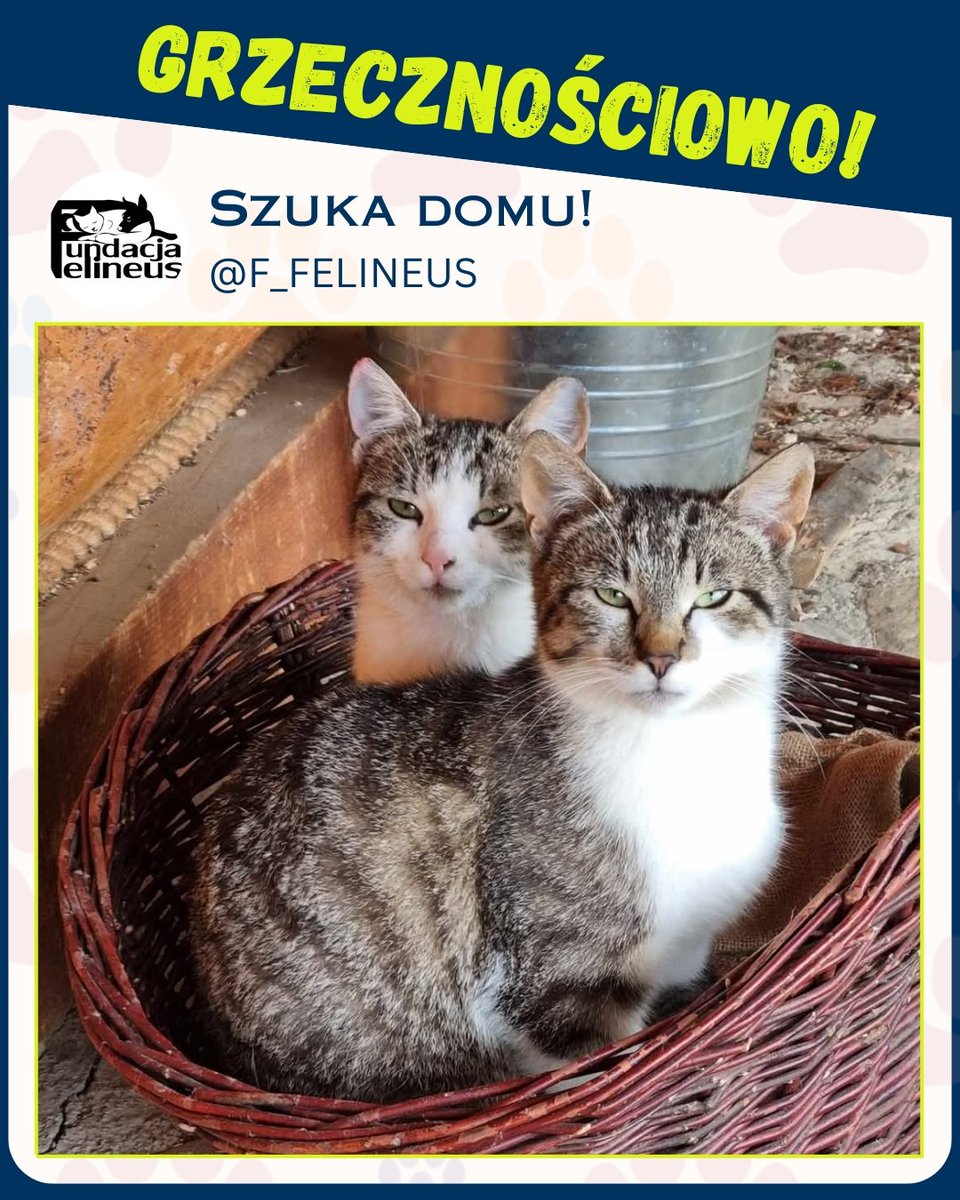 F_FELINEUS's tweet image. Grzecznościowo!

Urocze kotki szukają domków.
Z przodu kocurek z tyłu kotka.
Kotki są wykastrowane.
Mają około 9 miesięcy.

Tel. 797 544 133.

#Koty #przygarnij