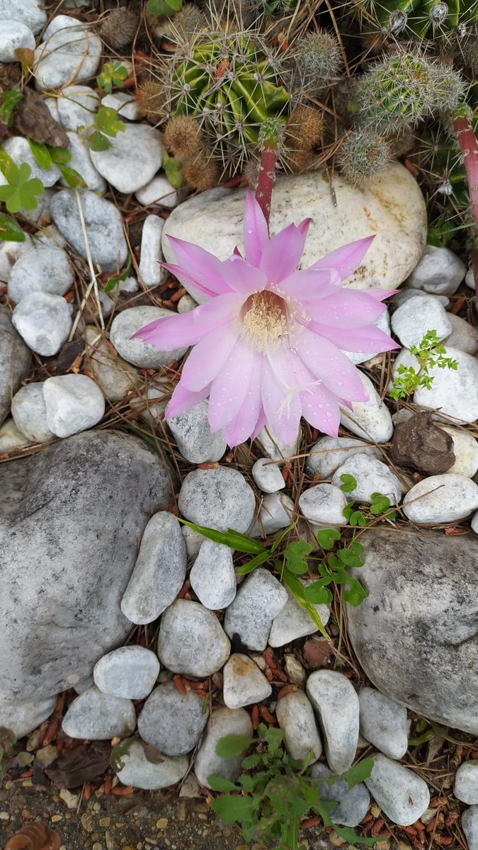 MariaLuisa0812's tweet photo. "Rimanete in me"
Ecco il dinamismo fondamentale del cosmo. 
Per "rimanere" bisogna ogni giorno sottrarsi ai vortici risucchianti dell'ego personale e collettivo ed esporsi all'eterno fluire creativo della Trinità. 
Chi non torna e non rimane lì, nel Cristo unito al Padre 1/3 https://t.co/pKDKKA48DU