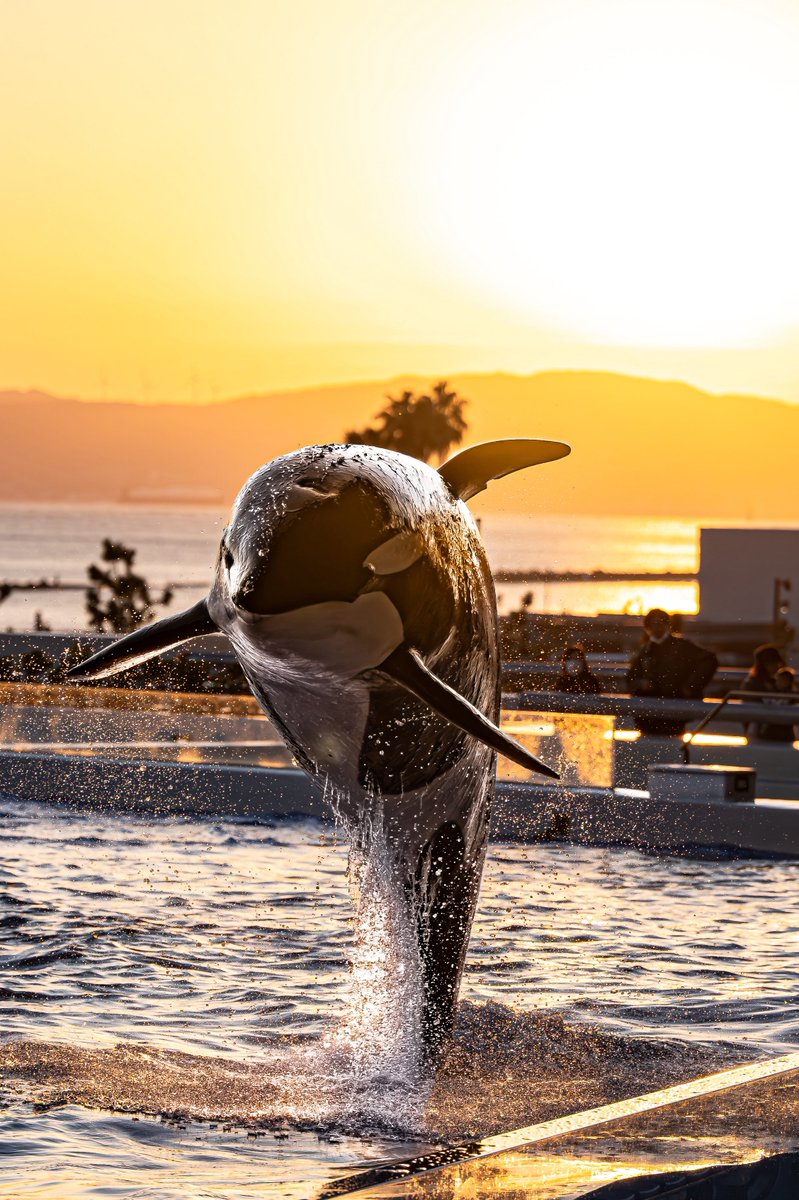 キラキラと黄金に輝く夕陽の中で