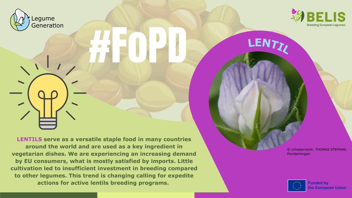BELIS Project (@belis_eu) on Twitter photo 🤩🌱 #FascinationofPlantsDay | Lentil
Lentils are protein-rich staples, vital to sustainable diets.
👉 #LegumeGeneration improves local & high-yielding types for EU markets
👉 <a href="/BELIS_EU/">BELIS Project</a> explores lentil diversity for Europe's varied growing conditions
ℹ️linkedin.com/feed/update/ur… 🤩🌱 #FascinationofPlantsDay | Lentil
Lentils are protein-rich staples, vital to sustainable diets.
👉 #LegumeGeneration improves local & high-yielding types for EU markets
👉 <a href="/BELIS_EU/">BELIS Project</a> explores lentil diversity for Europe's varied growing conditions
ℹ️linkedin.com/feed/update/ur…
