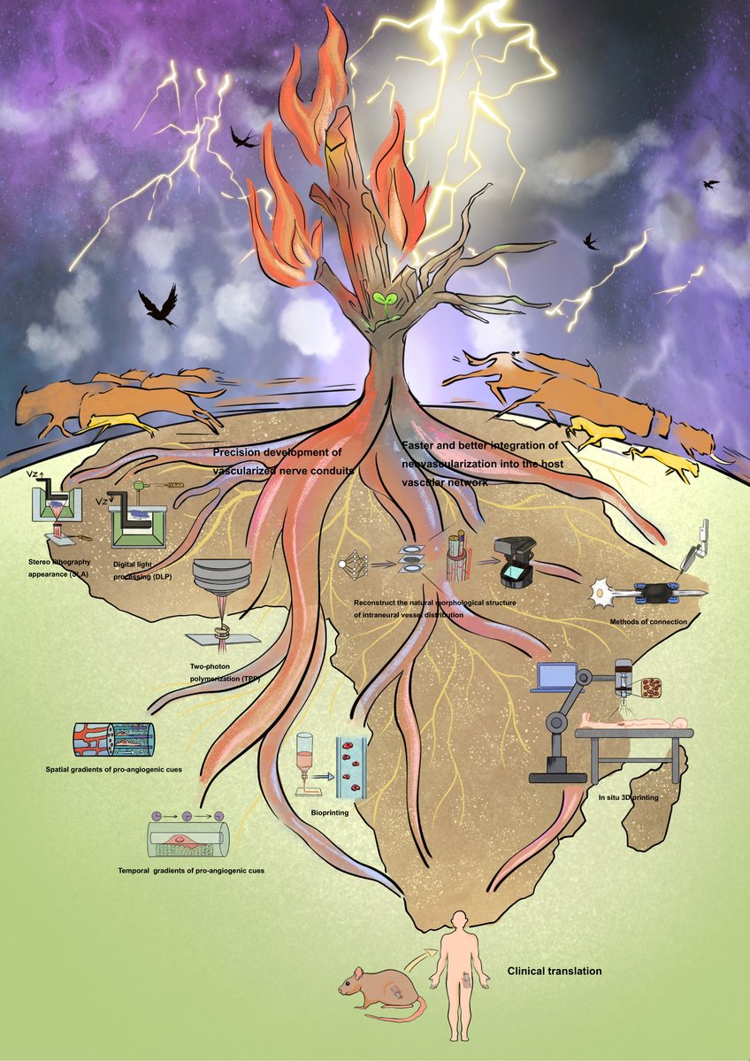 International Journal of Extreme Manufacturing (@intjextremmanuf) on Twitter photo 🧠 A new review in <a href="/IntJExtremManuf/">International Journal of Extreme Manufacturing</a> by researchers from <a href="/ZJU_China/">Zhejiang University</a> highlights how macrophage-triggered angiogenesis supports nerve regeneration and compares three strategies to engineer vascularized nerve scaffolds.
🔗doi.org/10.1088/2631-7…
#OpenAccess #IJEM 🧠 A new review in <a href="/IntJExtremManuf/">International Journal of Extreme Manufacturing</a> by researchers from <a href="/ZJU_China/">Zhejiang University</a> highlights how macrophage-triggered angiogenesis supports nerve regeneration and compares three strategies to engineer vascularized nerve scaffolds.
🔗doi.org/10.1088/2631-7…
#OpenAccess #IJEM