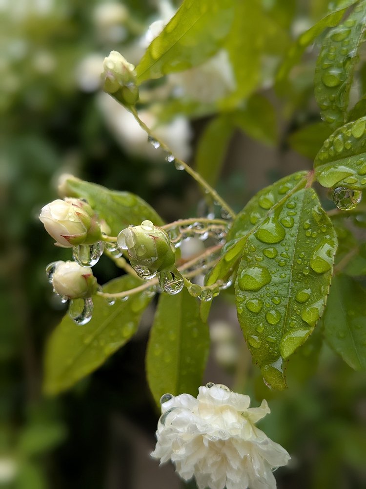 _suijyo's tweet photo. 「植物に付いた雨のしずくフェチ」の自覚はあります https://t.co/C9m9uQTLJ0