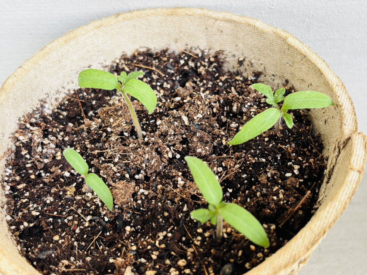 ベランダ菜園〜〜🎶
はじめました〜〜〜🎶
#ベランダ菜園
#トマトは種から
#可愛くて食べられない