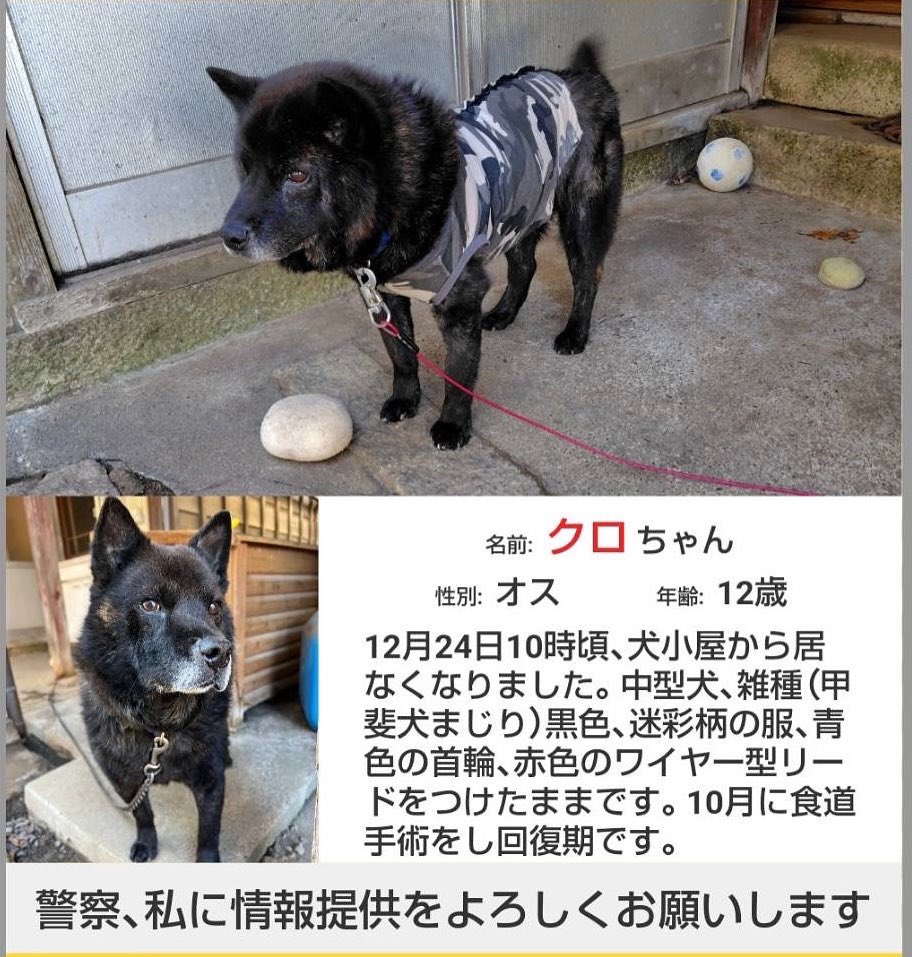 くろ様　犬写真 里親決定】9月4日(木)東京都世田谷区から黒い毛並みが美しく綺麗な