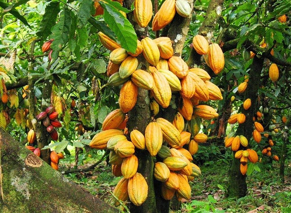 AfricanHub_'s tweet photo. The world's largest cocoa producer is Côte d'Ivoire (Ivory Coast), with an estimated 2.2 million tons produced annually. The country accounts for about 40% of the world's cocoa production and holds the position of the largest cocoa producer. 

Côte d'Ivoire's cocoa production contributes nearly 15% of the country's GDP and 40% to its export market. Ghana is the second-largest producer of cocoa, accounting for 18% of the world's cocoa production.