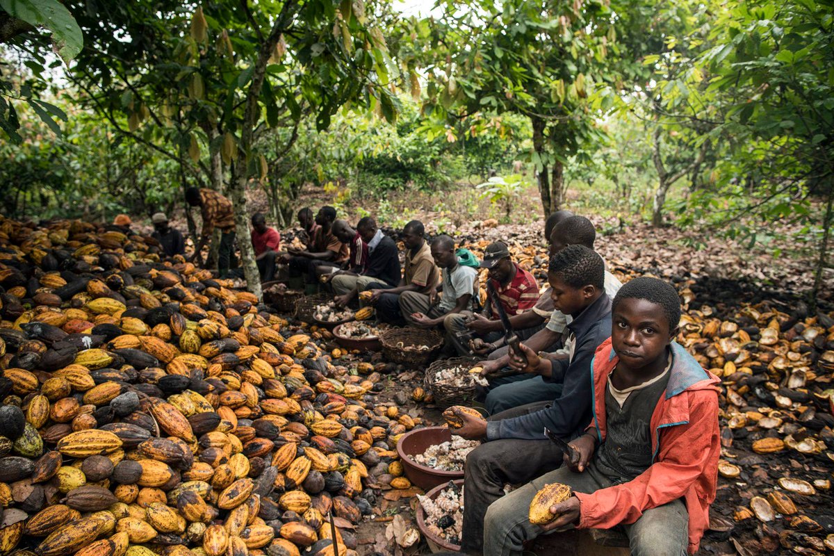 AfricanHub_'s tweet photo. The world's largest cocoa producer is Côte d'Ivoire (Ivory Coast), with an estimated 2.2 million tons produced annually. The country accounts for about 40% of the world's cocoa production and holds the position of the largest cocoa producer. 

Côte d'Ivoire's cocoa production contributes nearly 15% of the country's GDP and 40% to its export market. Ghana is the second-largest producer of cocoa, accounting for 18% of the world's cocoa production.