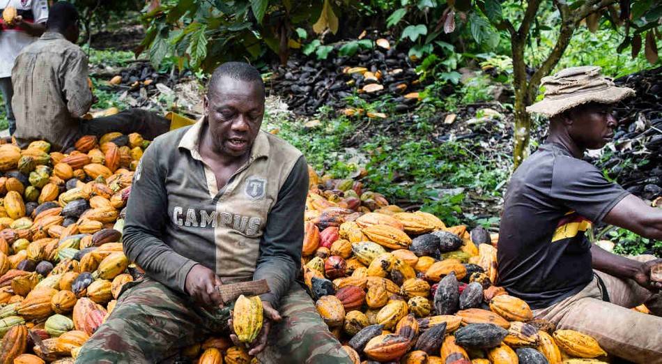 AfricanHub_'s tweet photo. The world's largest cocoa producer is Côte d'Ivoire (Ivory Coast), with an estimated 2.2 million tons produced annually. The country accounts for about 40% of the world's cocoa production and holds the position of the largest cocoa producer. 

Côte d'Ivoire's cocoa production contributes nearly 15% of the country's GDP and 40% to its export market. Ghana is the second-largest producer of cocoa, accounting for 18% of the world's cocoa production.