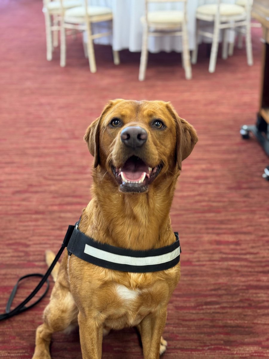 Wilts Police Dogs tweet media