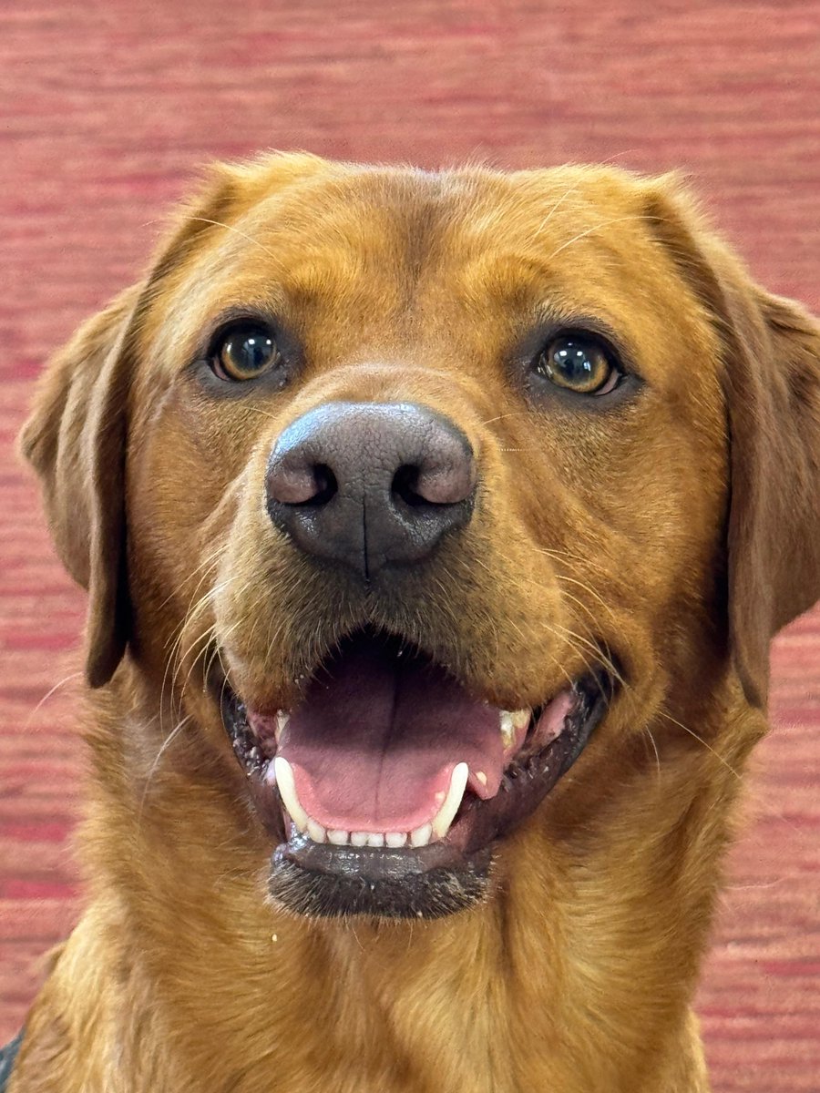 Wilts Police Dogs tweet media