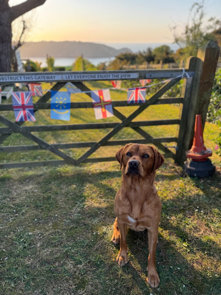 Wilts Police Dogs tweet media