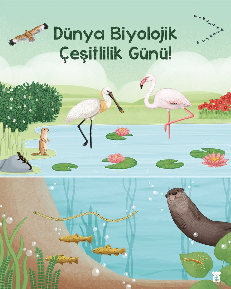 Her canlı, yaprak, tür bir hikaye anlatır. Gezegenimizin ritmini iletip bizi büyülerler. Kanatlarıyla, yüzgeçleriyle, pençe ve kıskaçlarıyla keşfedecek bir sürü güzellik sunarlar. Renk ve sesleriyle bir arada olmanın değerini hatırlatırlar.🪲🐠🕊️🦥🐨#DünyaBiyolojikÇeşitlilikGünü
