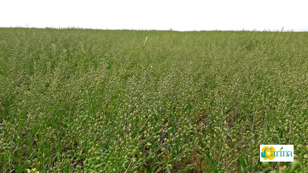 [CAMELINE]

Encore peu cultivée en France, la #cameline se distingue pourtant par des atouts originaux et prometteurs. L’un de ses principaux avantages est son cycle de culture court, compris entre 90 et 110 jours selon les variétés.

terresinovia.fr/-/boostez-votr…