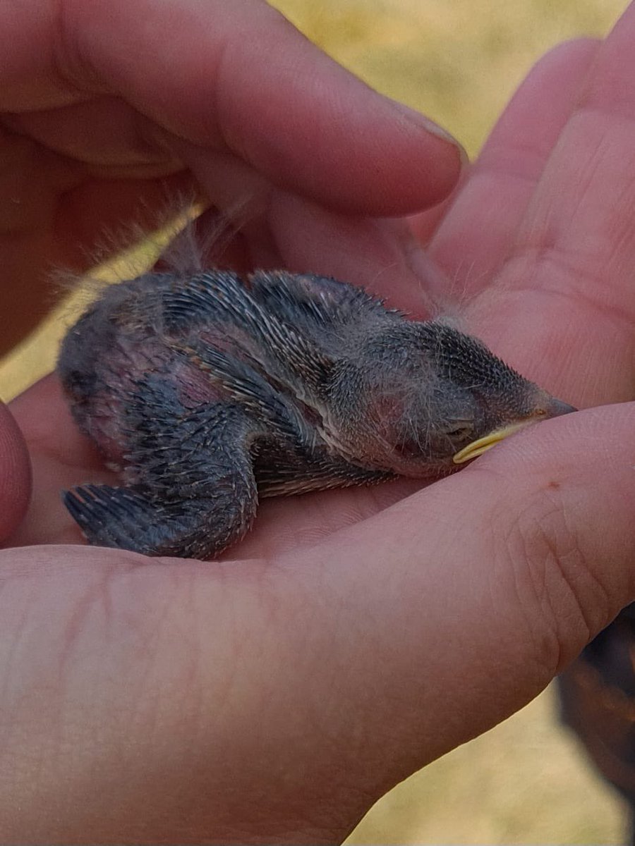 West Midlands Ringing Group (@ringerswm) on Twitter photo Following the success of our first-ever nesting Sand Martins <a href="/stwater/">Severn Trent</a> Minworth, weโre thrilled to share that 5 chicks have now been ringed, with 17 more eggs from other pairs beginning to hatch! A fantastic milestone for conservation in the West Midlands- we couldnโt be happier Following the success of our first-ever nesting Sand Martins <a href="/stwater/">Severn Trent</a> Minworth, weโre thrilled to share that 5 chicks have now been ringed, with 17 more eggs from other pairs beginning to hatch! A fantastic milestone for conservation in the West Midlands- we couldnโt be happier