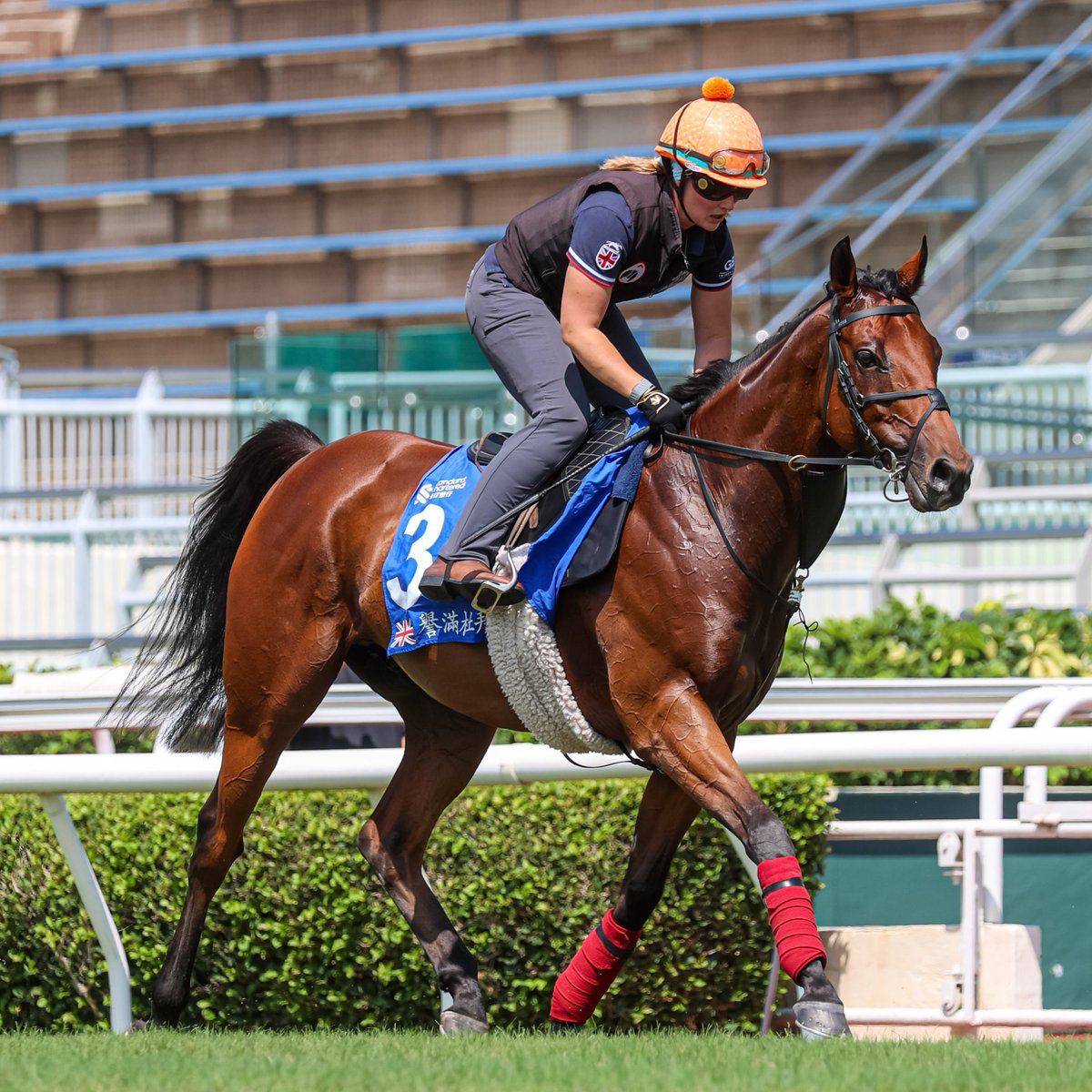 All systems go for DUBAI HONOUR! 💙

Gearing up nicely ahead of Sunday’s G1 Champions &amp; Chater Cup at Sha Tin, a #WorldPool event.