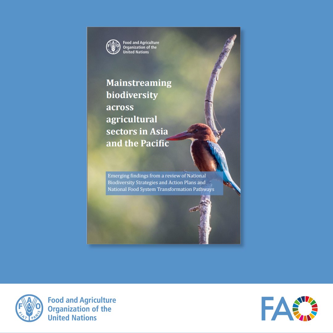 FAOAsiaPacific's tweet photo. 📢Just published! 

"Mainstreaming biodiversity across agricultural sectors in Asia and the Pacific"

It is time to rethink how we grow and build -agrobiodiversity, biodiversity-sensitive spatial planning &amp; nature positive production.

🔖 https://t.co/9YaQZBVy6W

#BiodiversityDay https://t.co/Z0m7CXQ1hp