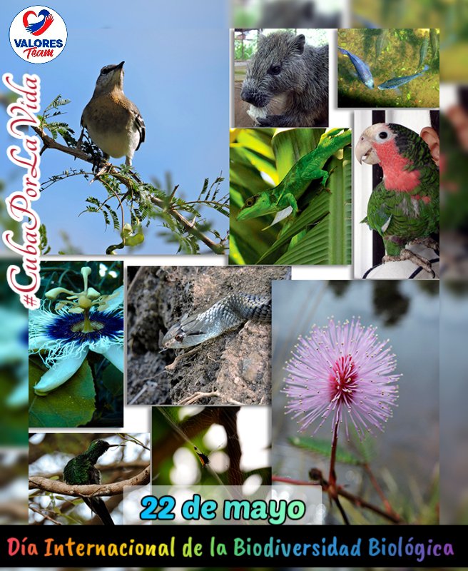 ✨Hay tanta vida en la naturaleza, tanto sacrificio en protegerla, que dedicarle un día para celebrarla es insuficiente.

👉En el Día Internacional de la Biodiversidad Biológica juntemos fuerzas para proteger lo que nos garantizará un futuro sostenible
#CubaPorLaVida
#ValoresTeam
